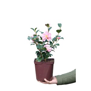 Camélia 'nicky crisp' taille du pot - e