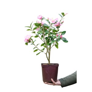 Camélia 'nicky crisp' taille du pot - e