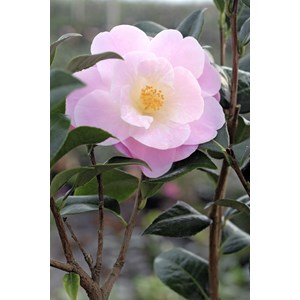 Camélia 'nicky crisp' taille du pot - e