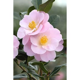 Camélia 'nicky crisp' taille du pot - e