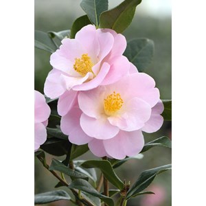 Camélia 'nicky crisp' taille du pot - e