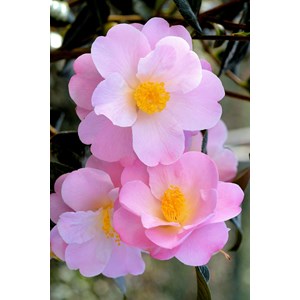 Camélia 'nicky crisp' taille du pot - e