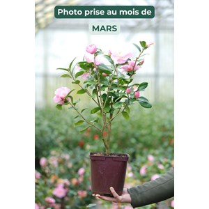 Camélia 'nicky crisp' taille du pot - e