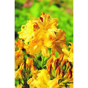 Azalée de chine 'harvest moon' taille d