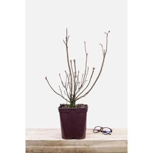 Azalée de chine 'harvest moon' taille d