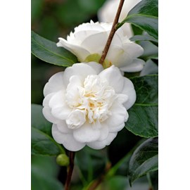 Camélia 'nobilissima' taille du pot - e