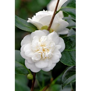 Camélia 'nobilissima' taille du pot - e