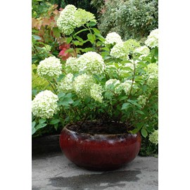 Hortensia 'limelight ?' taille du pot -