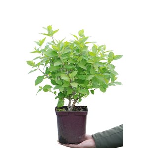 Hortensia 'limelight ?' taille du pot -
