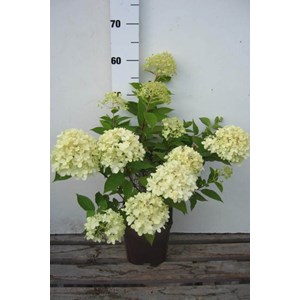 Hortensia 'limelight ?' taille du pot -