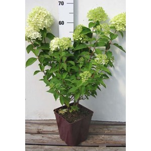 Hortensia 'limelight ?' taille du pot -
