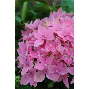 Hortensia nain 'tovelit' taille du pot - en pot de 3 litres