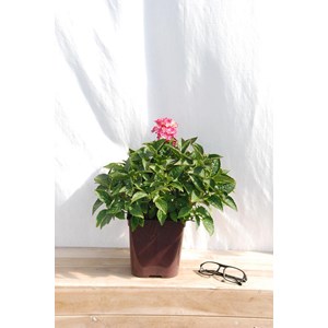 Hortensia nain 'tovelit' taille du pot -
