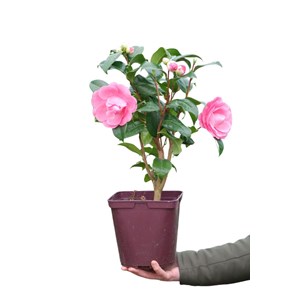 Camélia 'nuccio's cameo' taille du pot