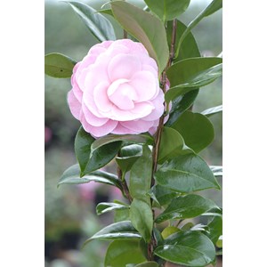 Camélia 'nuccio's cameo' taille du pot