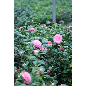 Camélia 'nuccio's cameo' taille du pot