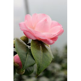 Camélia 'nuccio's cameo' taille du pot