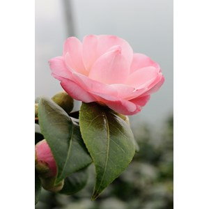 Camélia 'nuccio's cameo' taille du pot - en pot de 1 litre