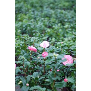 Camélia 'nuccio's cameo' taille du pot