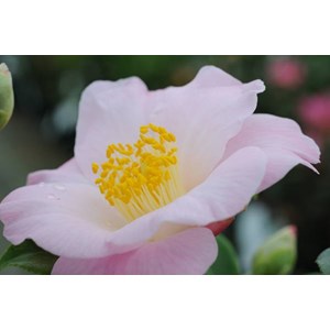 Camelia 'fanch le moal' taille du pot -