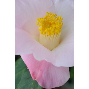 Camelia 'fanch le moal' taille du pot -