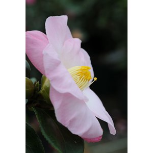 Camelia 'fanch le moal' taille du pot -