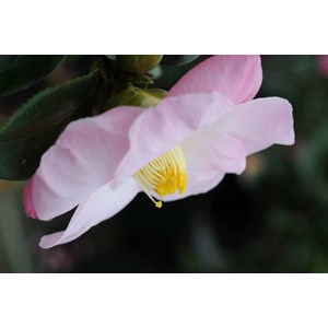 Camelia 'fanch le moal' taille du pot -