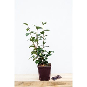 Camélia 'nuccio's jewel' taille du pot