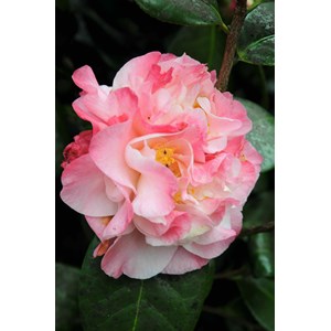 Camélia 'nuccio's jewel' taille du pot