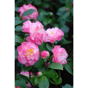 Camélia 'nuccio's jewel' taille du pot