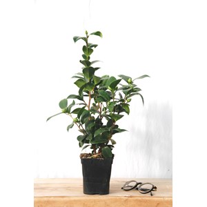 Camélia 'nuccio's jewel' taille du pot