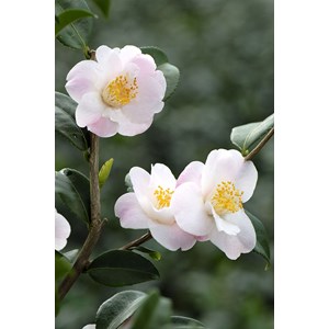 Camélia 'spring mist' taille du pot - e