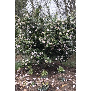 Camélia 'spring mist' taille du pot - e