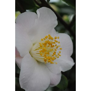 Camélia 'spring mist' taille du pot - en pot de 1 litre