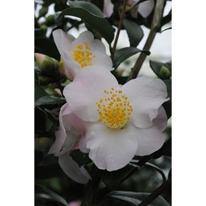Camélia 'spring mist' taille du pot - e