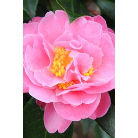 Camélia 'olé' taille du pot - en pot d