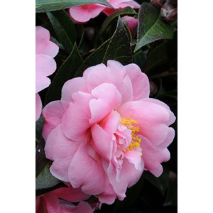 Camélia 'olé' taille du pot - en pot d