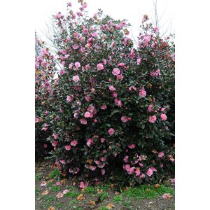 Camélia 'olé' taille du pot - en pot d