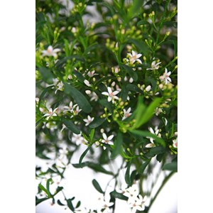 Eriostemon myoporoïdes taille du pot -