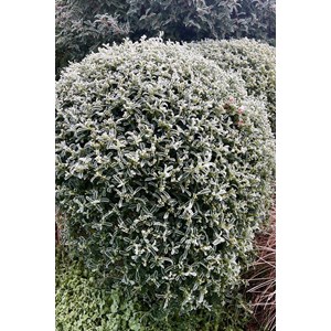 Eriostemon myoporoïdes taille du pot -