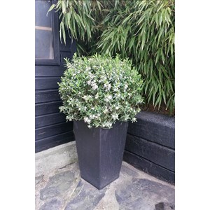 Eriostemon myoporoïdes taille du pot -