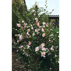 Camélia 'fairy blush' taille du pot - e