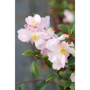 Camélia 'fairy blush' taille du pot - en pot de 2 litres