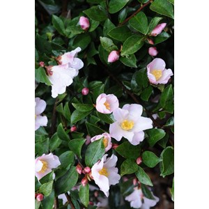 Camélia 'fairy blush' taille du pot - e