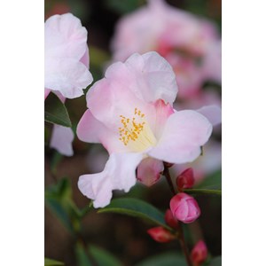Camélia 'fairy blush' taille du pot - e