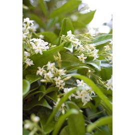 Jasmin étoilé parfumé taille du pot -