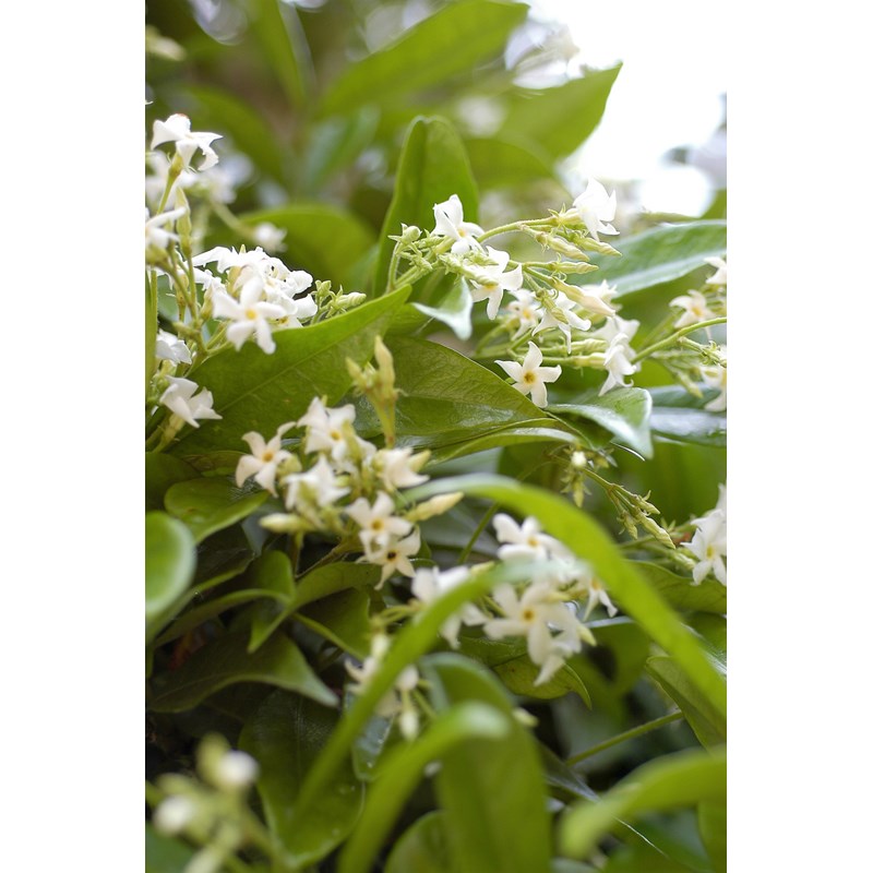 Roué Pépinières - Jasmin étoilé parfumé taille du pot - en pot de 3 litres