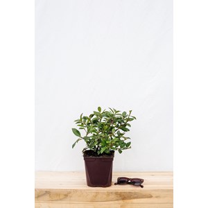 Jasmin étoilé parfumé taille du pot -