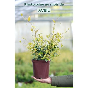 Jasmin étoilé parfumé taille du pot -