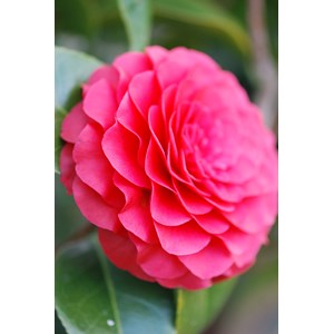 Camélia 'roger hall' taille du pot - en pot de 4 litres (hauteur 30&nbsp;40 cm)